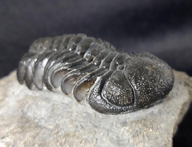 Barrandeops ovatus (McKELLAR & CHATTERTON 2009) - Bild &copy; FossNet FossilienStore